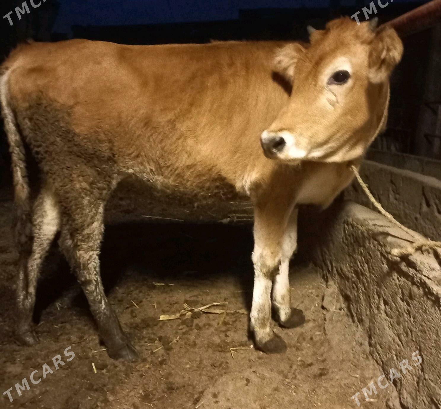 tuwe - Яшлык - img 2