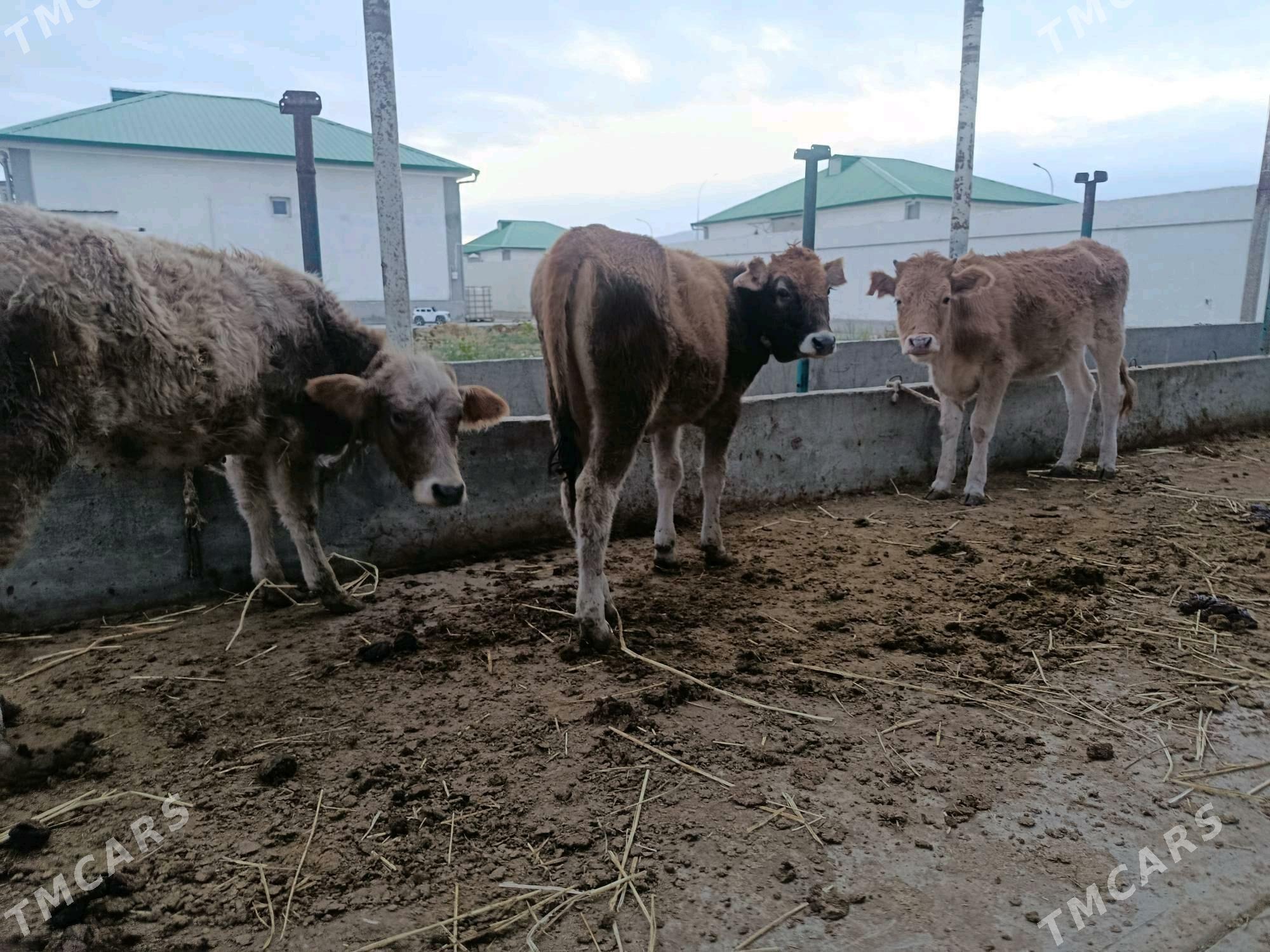 Tüwe swes - Гёкдепе - img 4