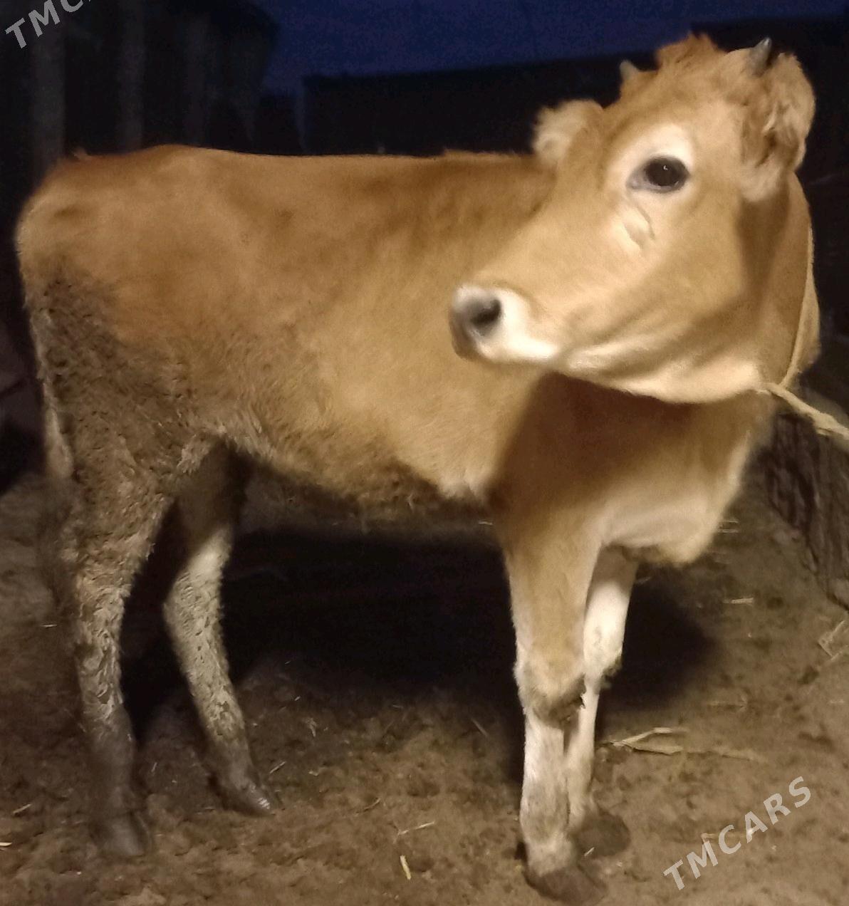 tuwe - Яшлык - img 1