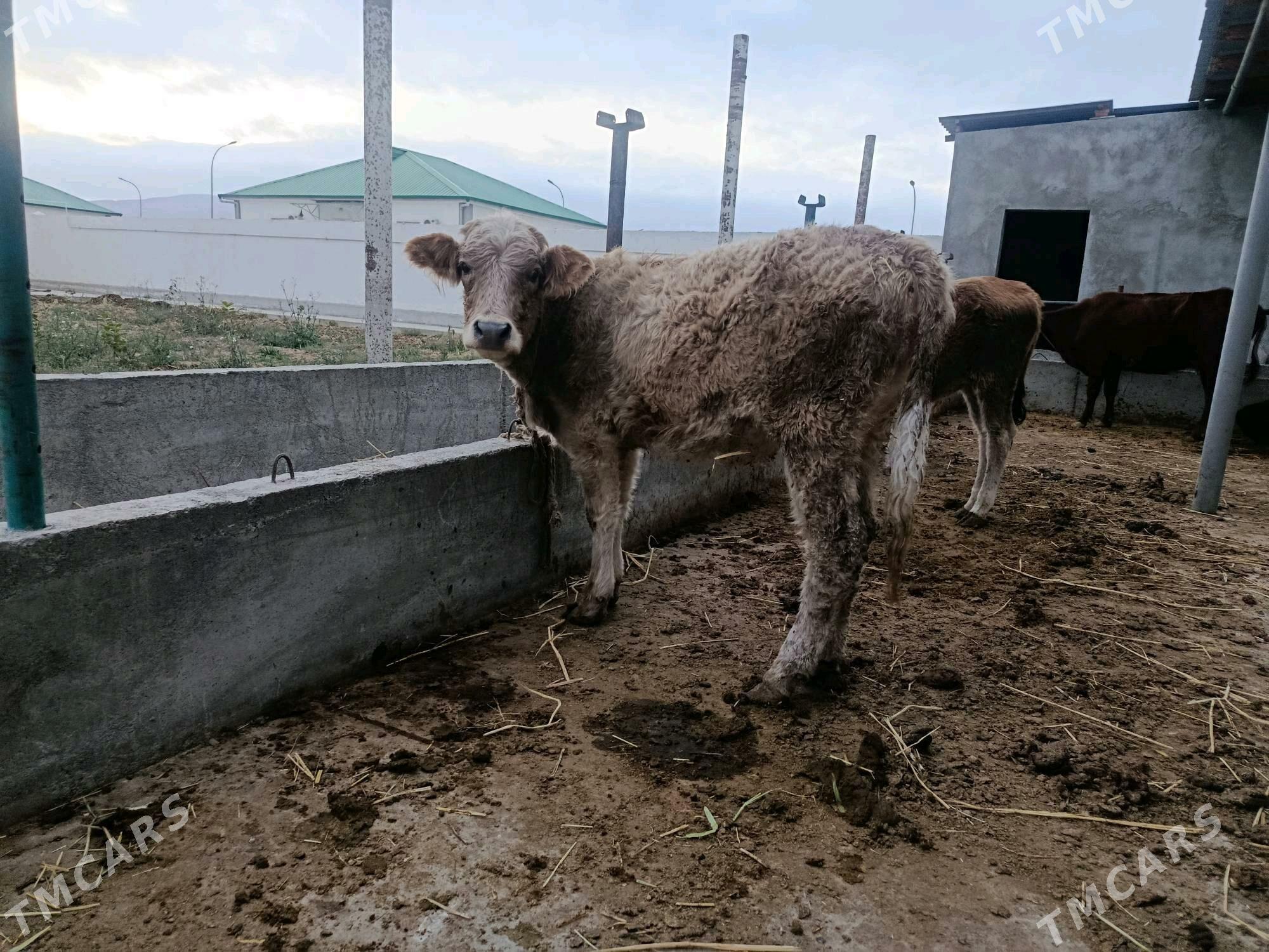 Tüwe swes - Гёкдепе - img 2