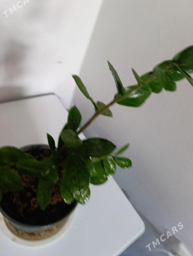 Замиаулькус - 30 mkr - img 5