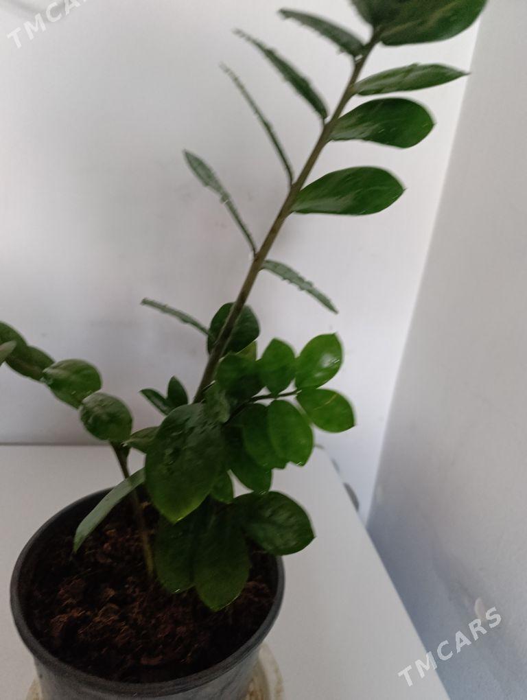 Замиаулькус - 30 mkr - img 1