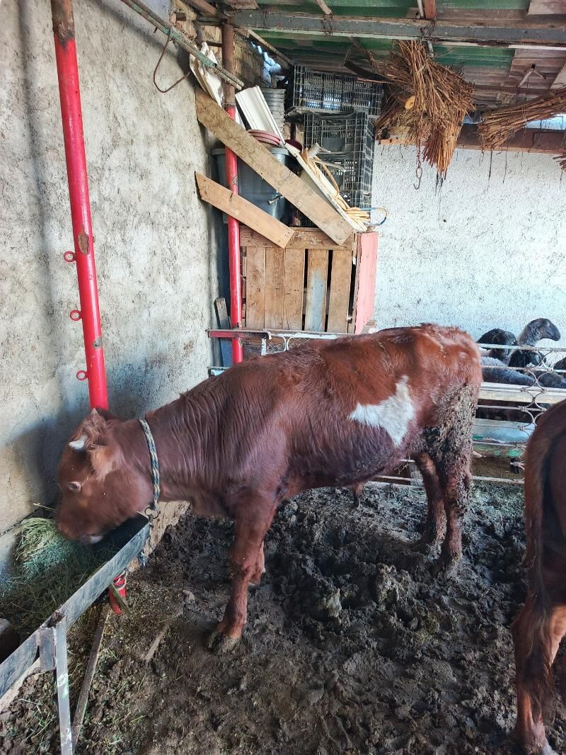 öküz bakymda duran - Хитровка - img 3