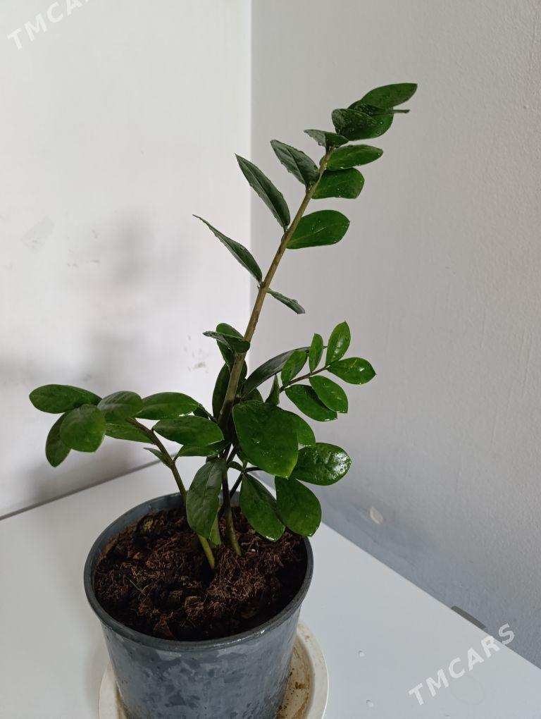 Замиаулькус - 30 mkr - img 3