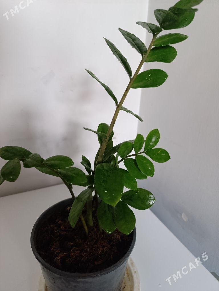 Замиаулькус - 30 mkr - img 4