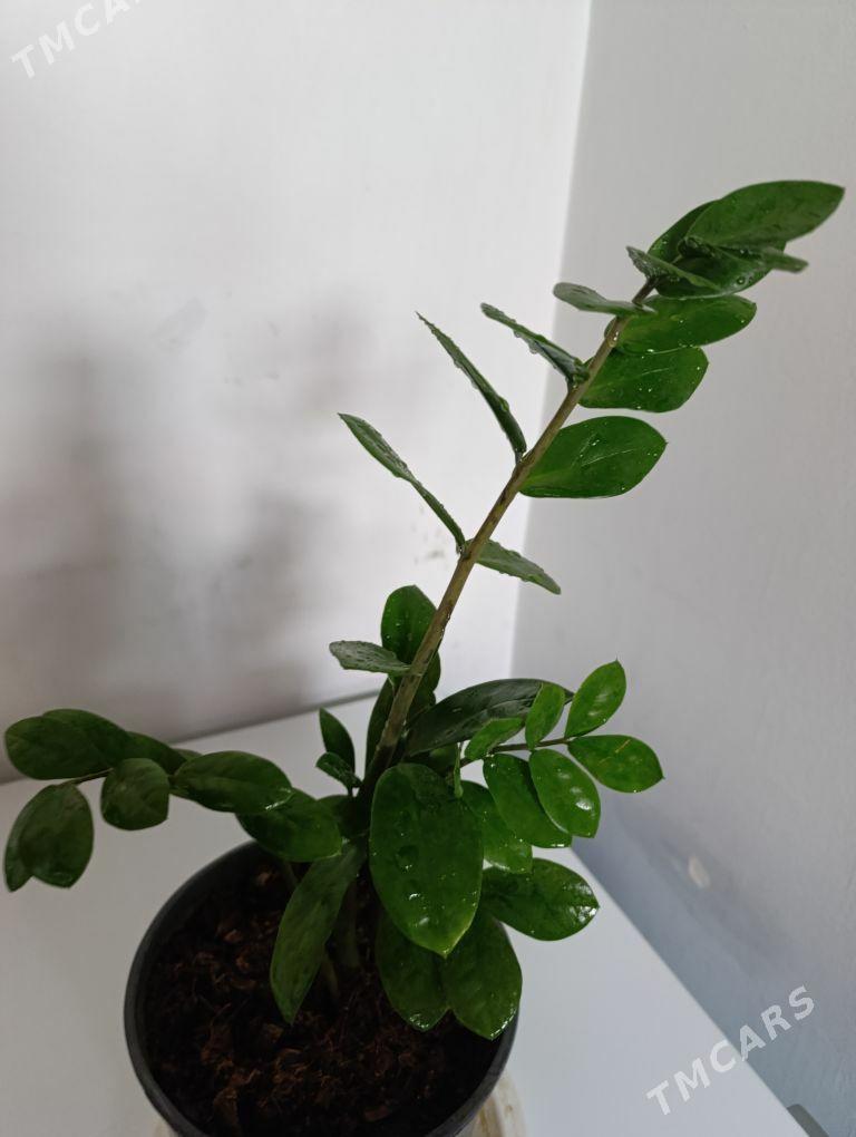 Замиаулькус - 30 mkr - img 7