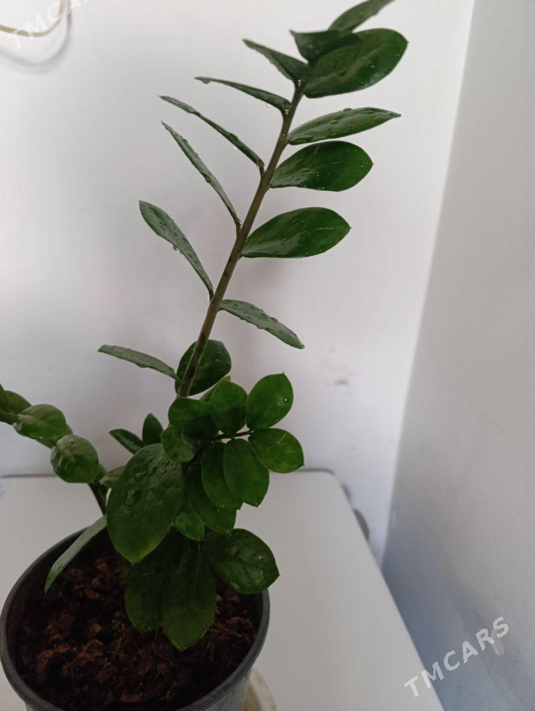 Замиаулькус - 30 mkr - img 2