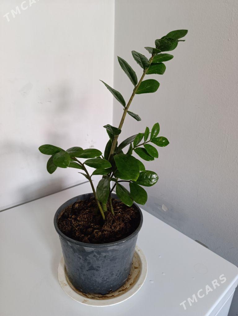 Замиаулькус - 30 mkr - img 8