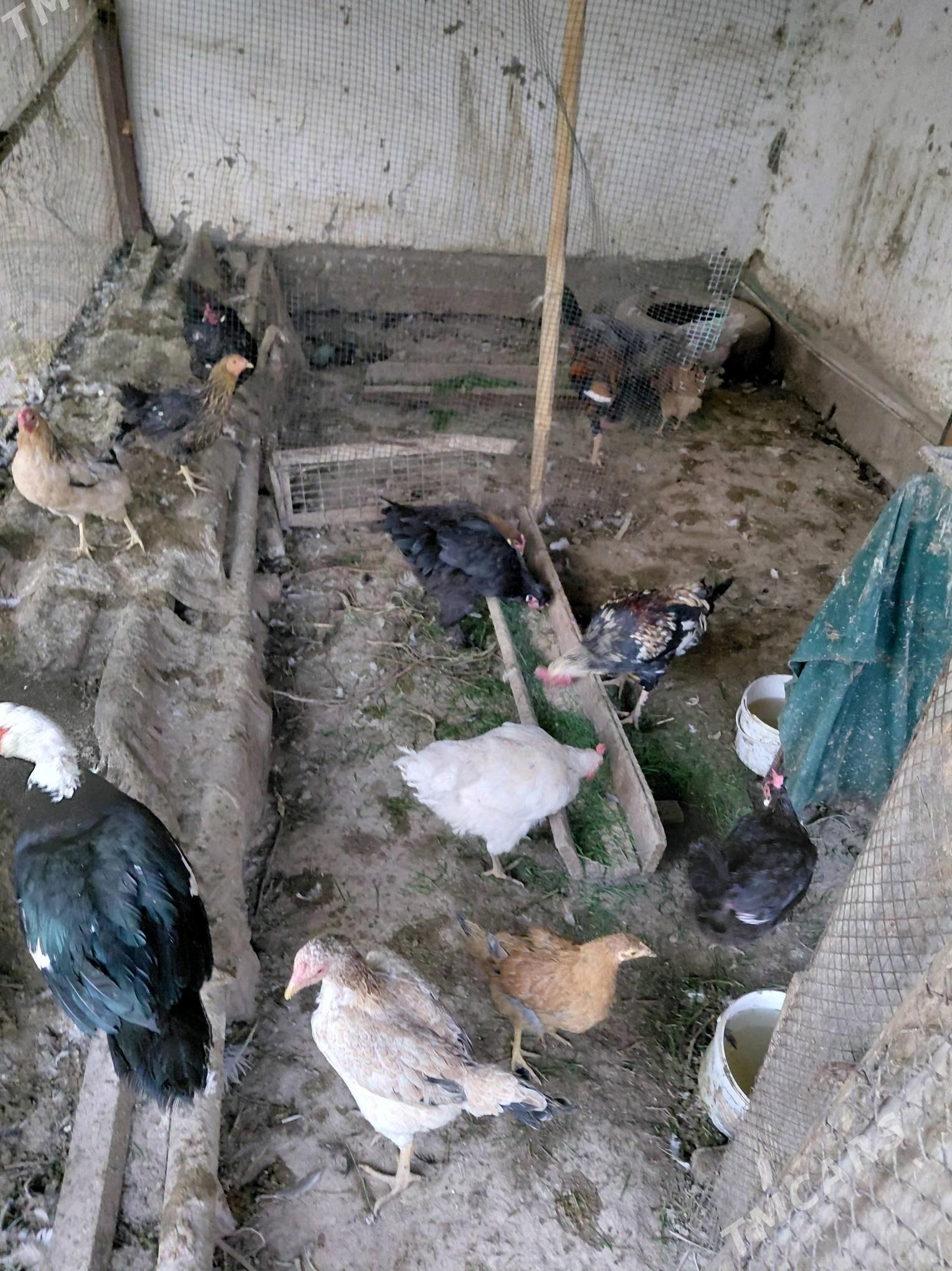 towyklar - Чарджоу - img 2