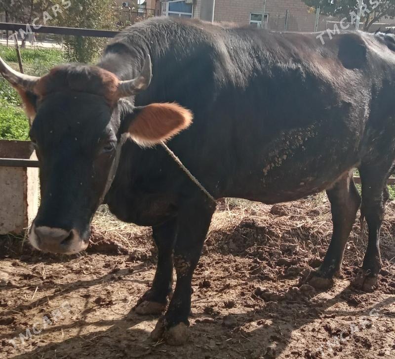 sygyr - Ak bugdaý etraby - img 1