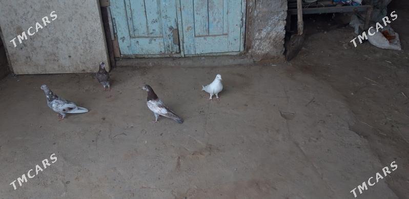 kepderi - Ак-Бугдайский этрап - img 1