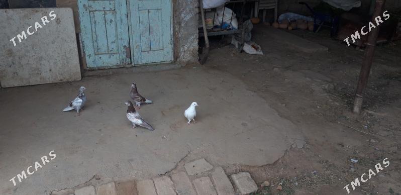 kepderi - Ак-Бугдайский этрап - img 3