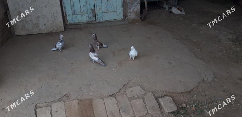 kepderi - Ак-Бугдайский этрап - img 2