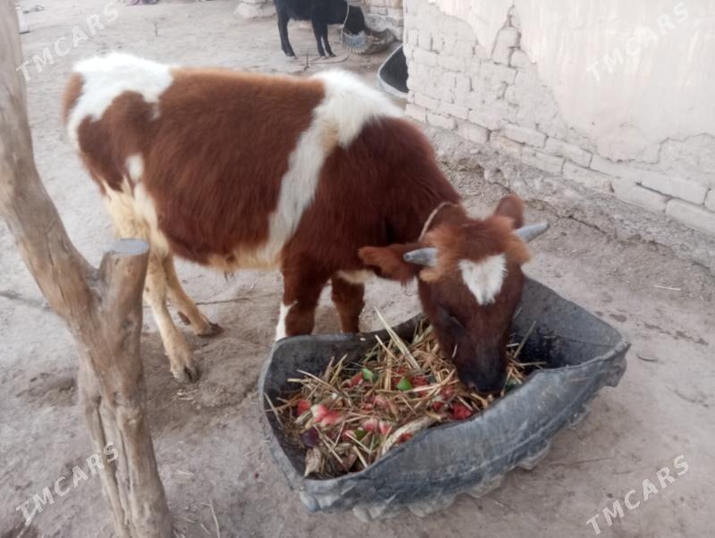 Mal - Şabat etr. - img 2