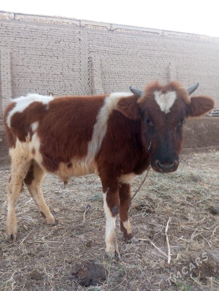 Mal - Şabat etr. - img 6