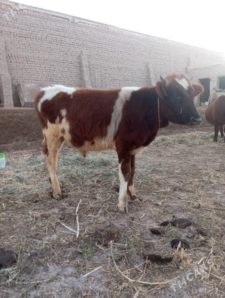 Mal - Şabat etr. - img 3