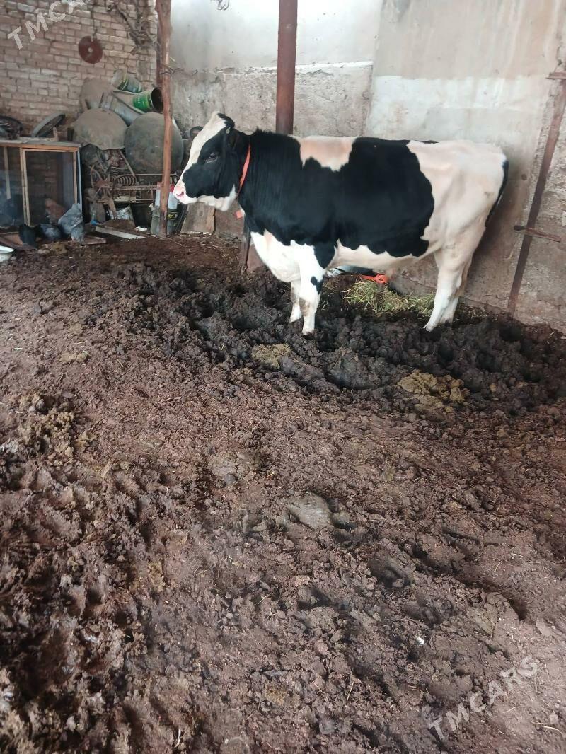 Okuz galşteyin - Mary - img 4