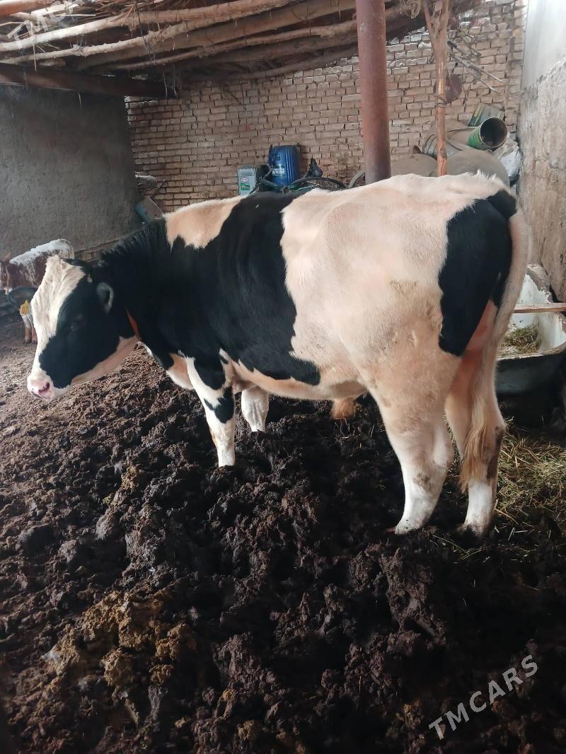 Okuz galşteyin - Mary - img 5