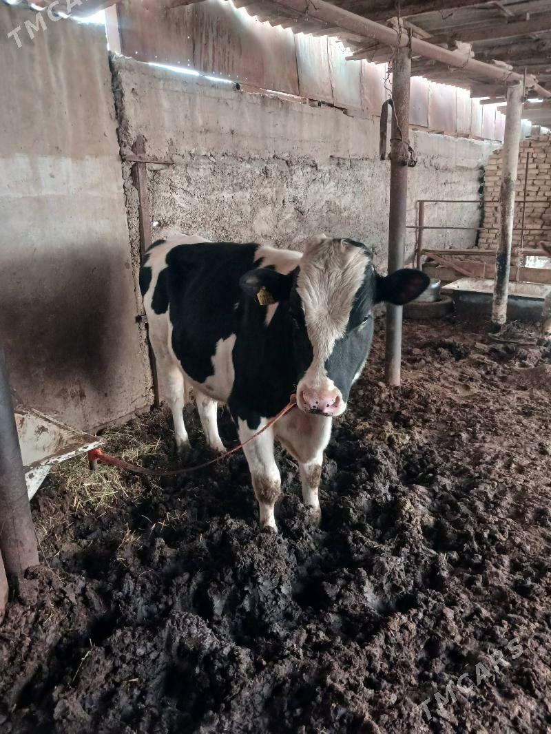 Okuz galşteyin - Mary - img 6