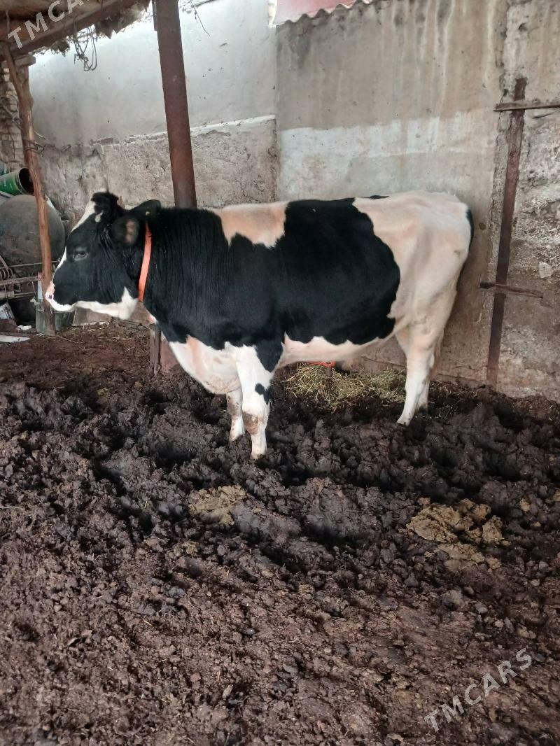 Okuz galşteyin - Mary - img 3