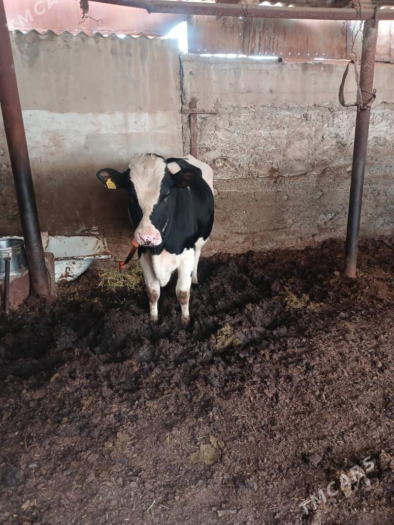 Okuz galşteyin - Mary - img 2