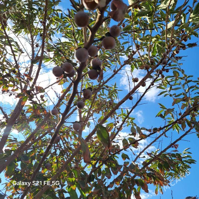 CILAN TOHUMY YABANY HURMA - Сакар - img 2