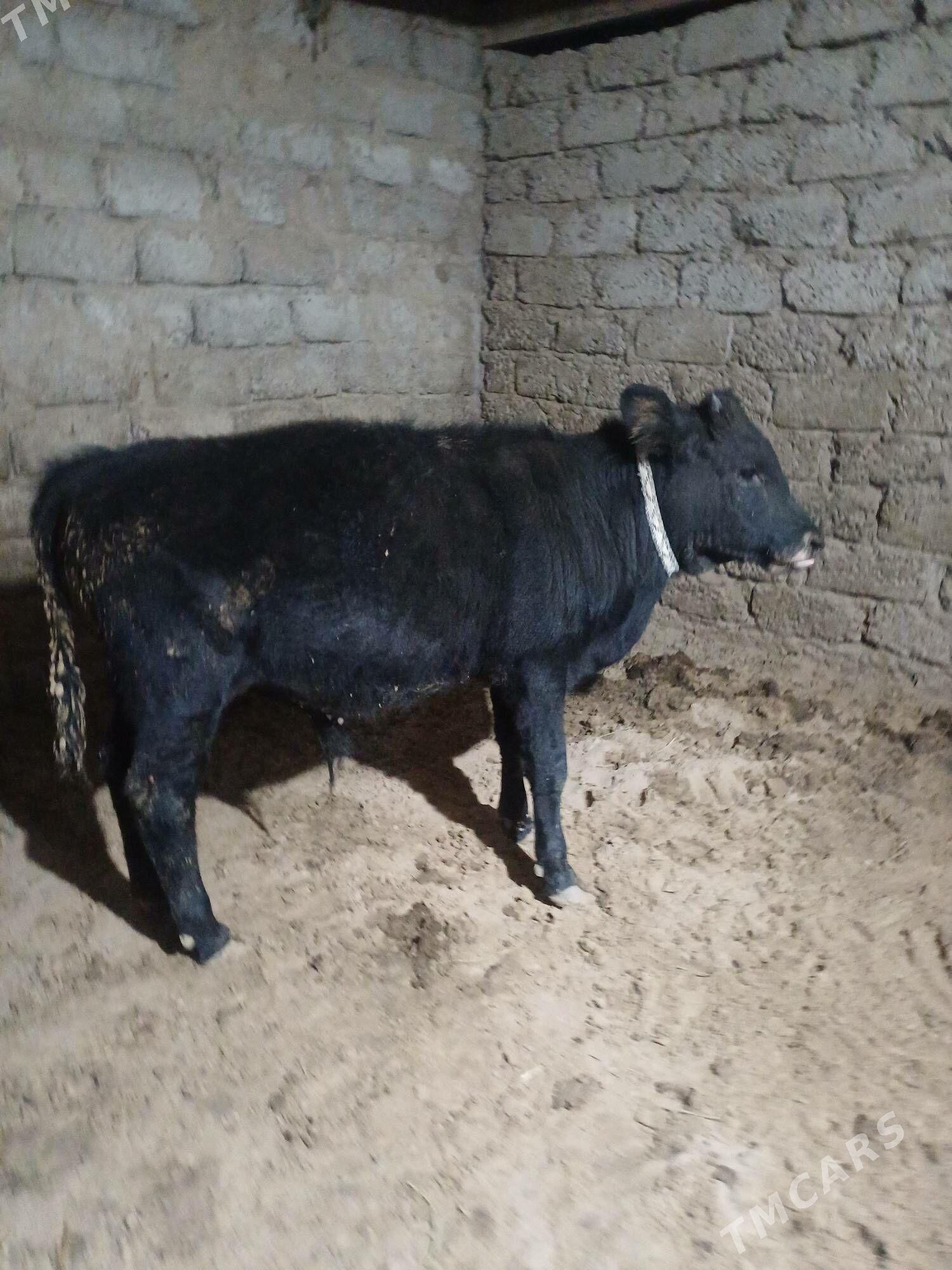 ....okuz. - Büzmeýin - img 5