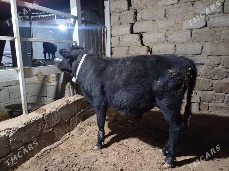 ....okuz. - Büzmeýin - img 9