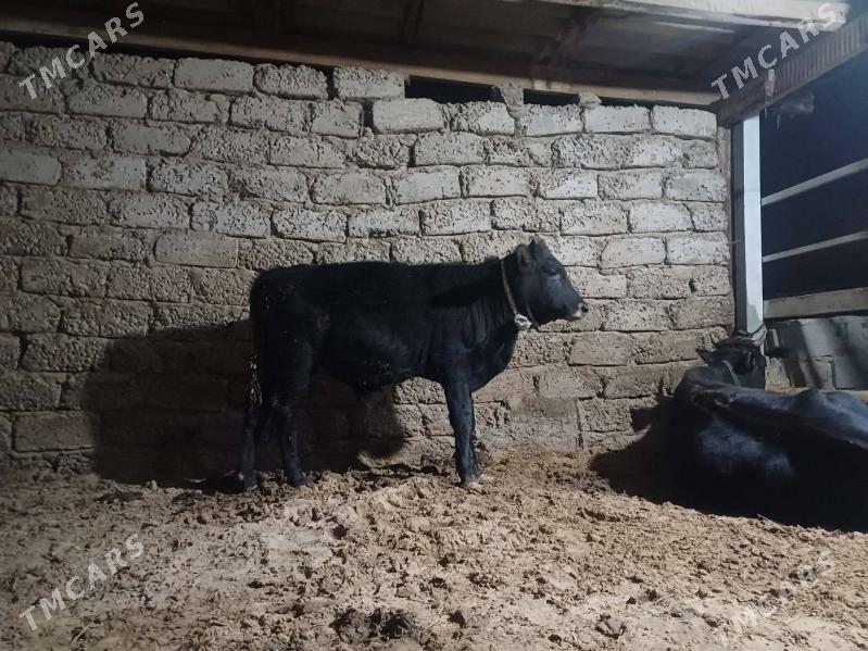 ....okuz. - Büzmeýin - img 8