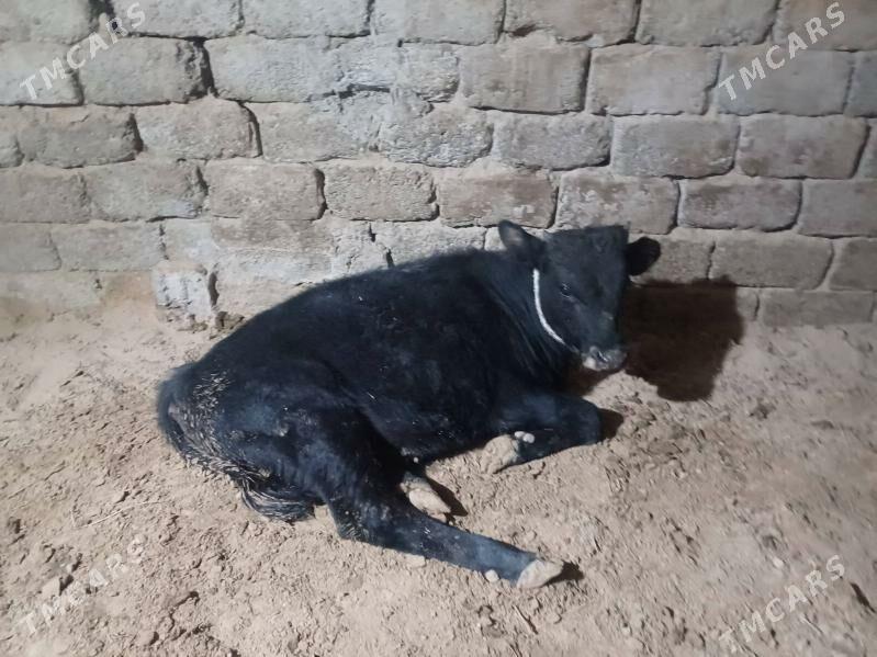 ....okuz. - Büzmeýin - img 3