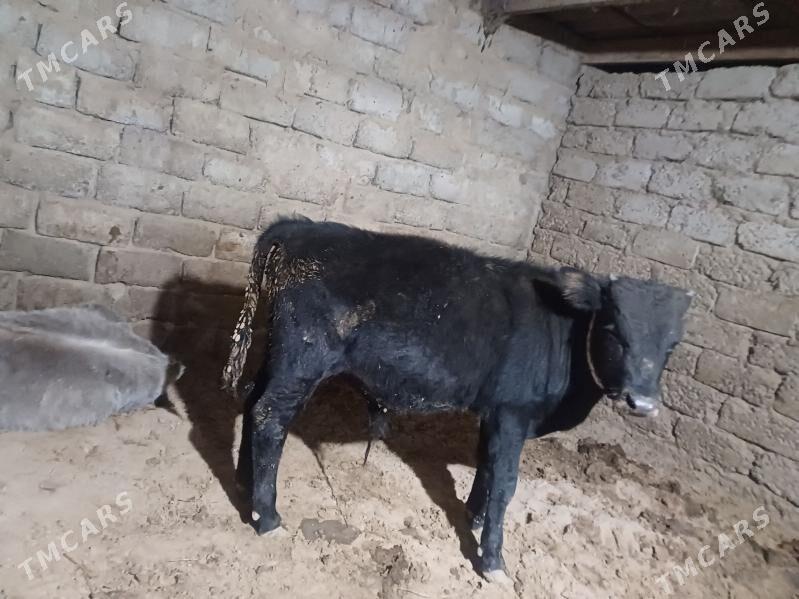 ....okuz. - Büzmeýin - img 6