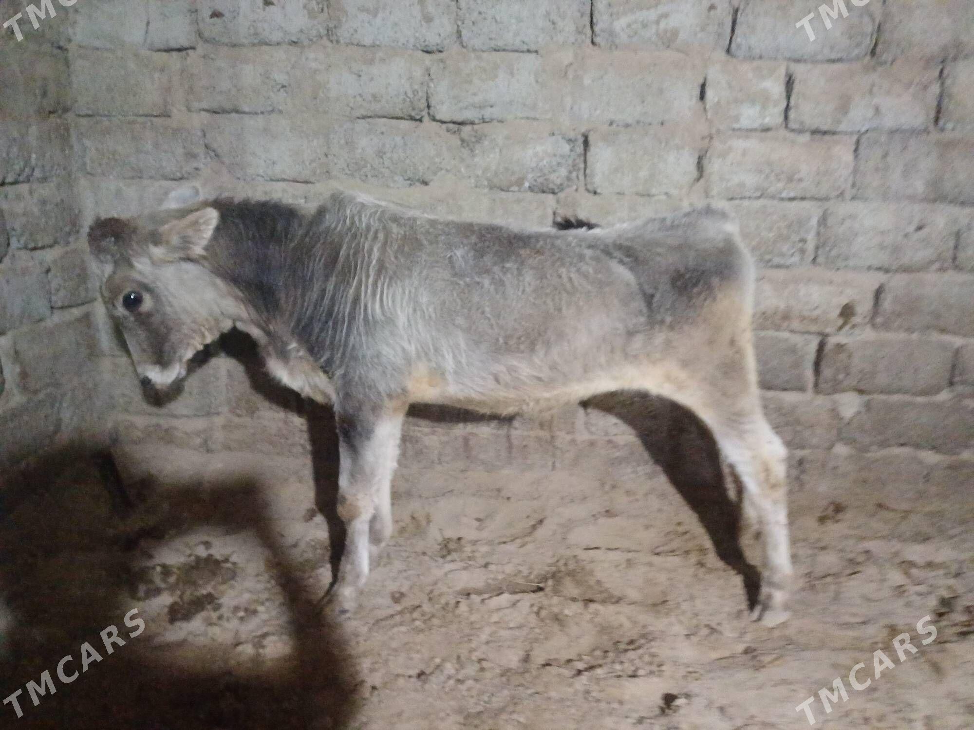 ....okuz. - Büzmeýin - img 1