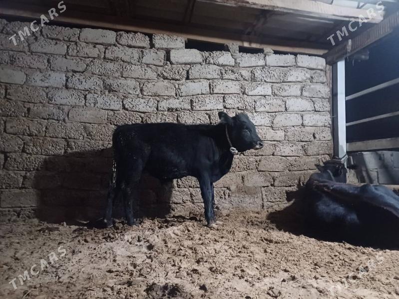 ....okuz. - Büzmeýin - img 7