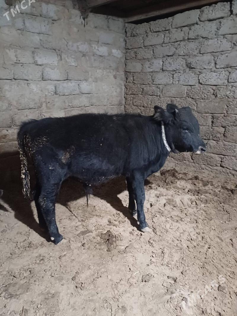 ....okuz. - Büzmeýin - img 4