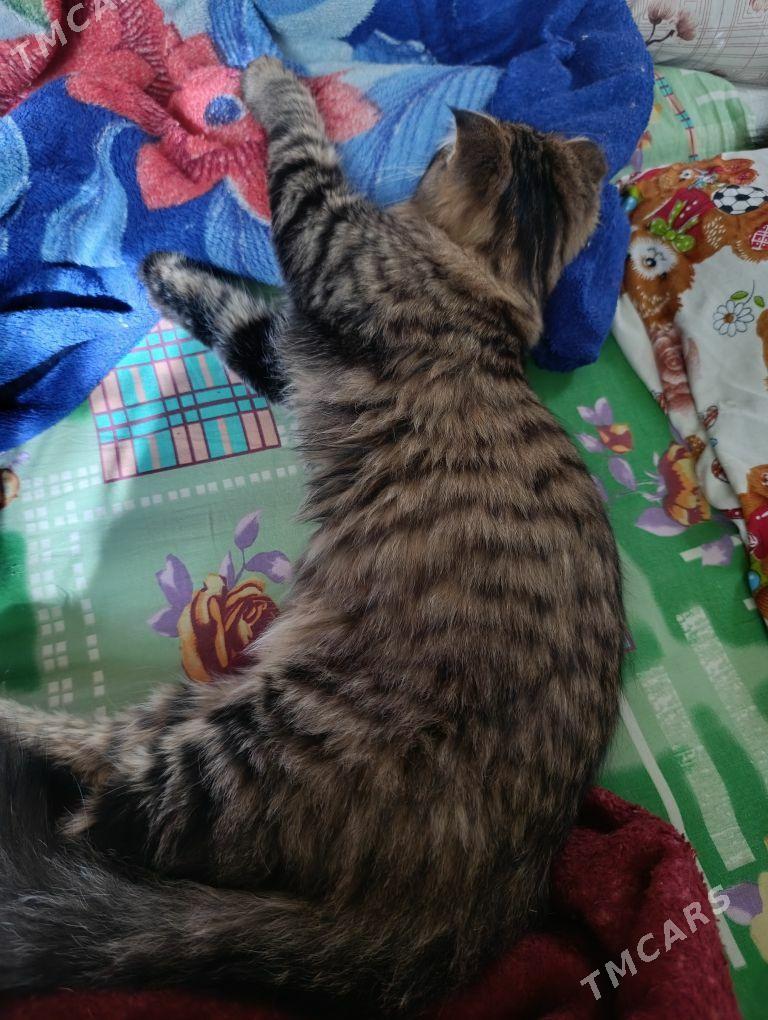 Вислоухий кот - Gagarin köç, köne Howa menzili - img 1