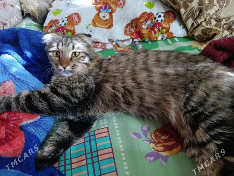 Вислоухий кот - Gagarin köç, köne Howa menzili - img 2