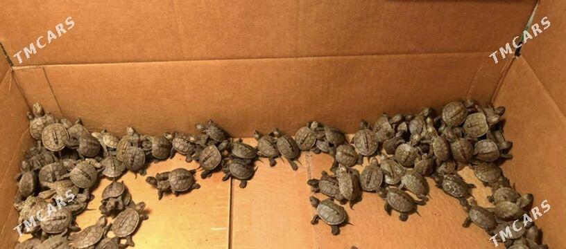 черепашки - Ашхабад - img 3