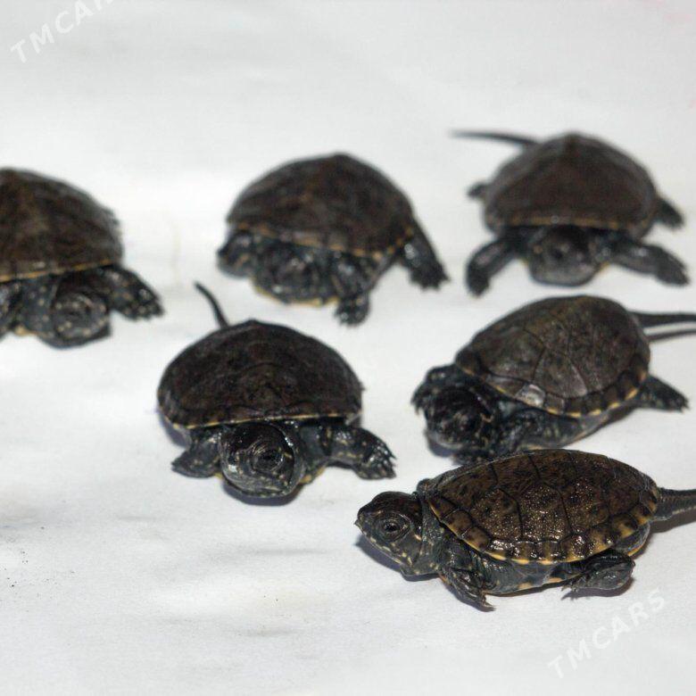 черепашки - Ашхабад - img 2