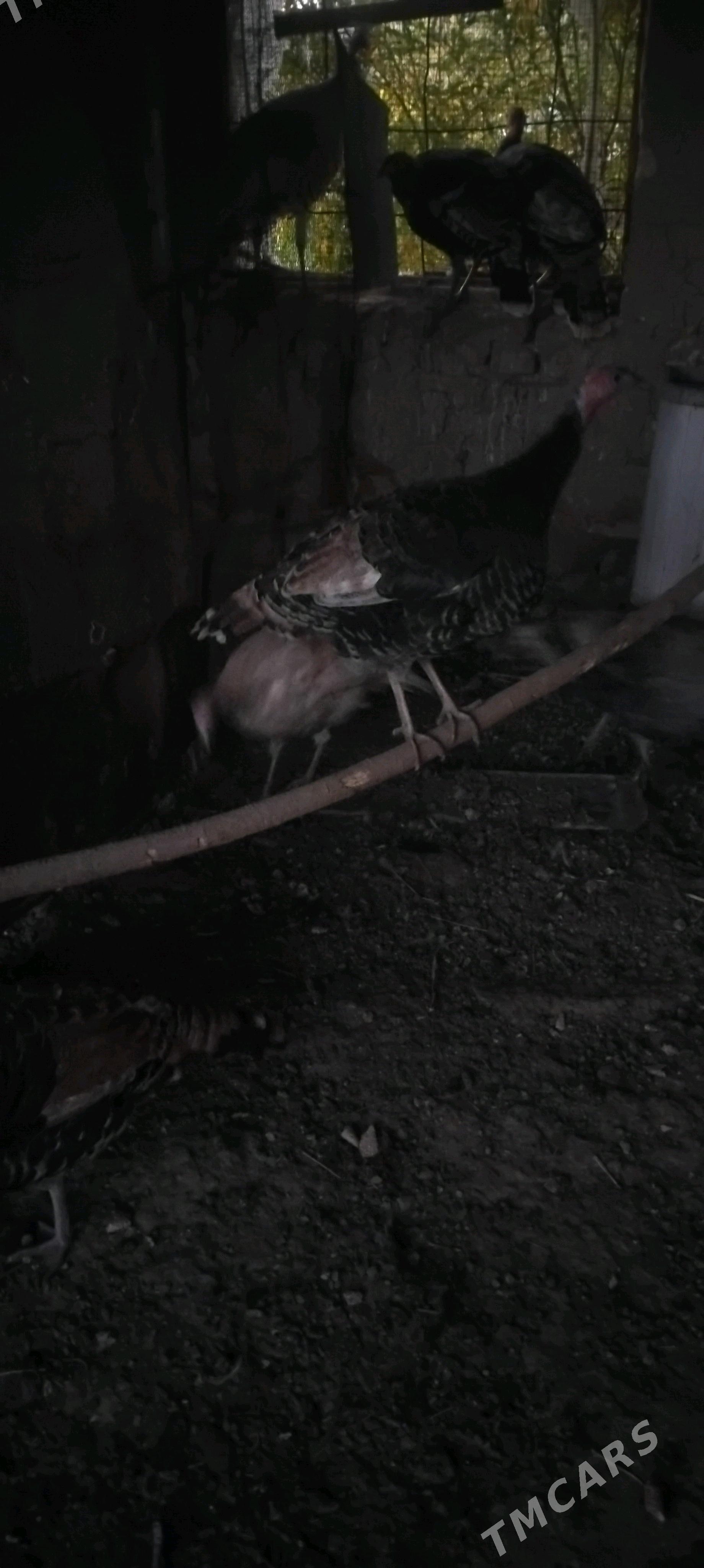 Induk - Векильбазар - img 2