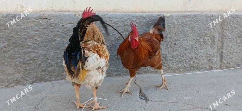 horoz - Анев - img 3