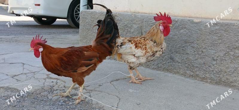 horoz - Анев - img 4