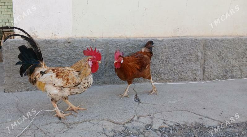 horoz - Анев - img 5