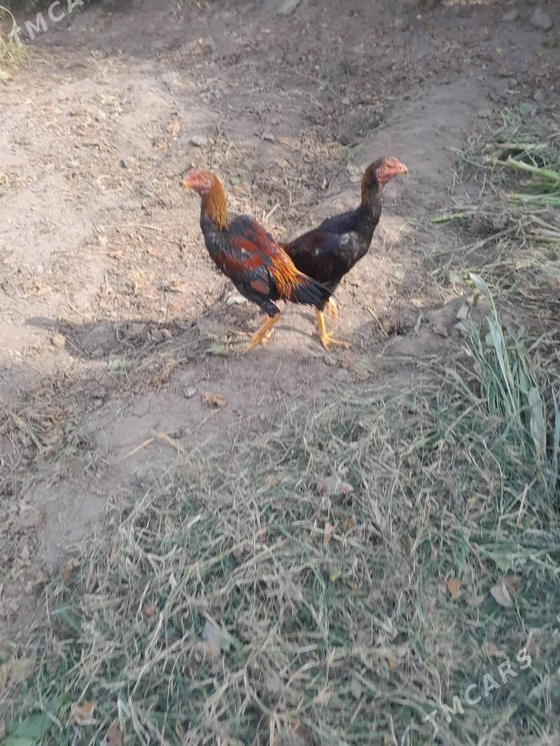 horaz juje - Сакар - img 1