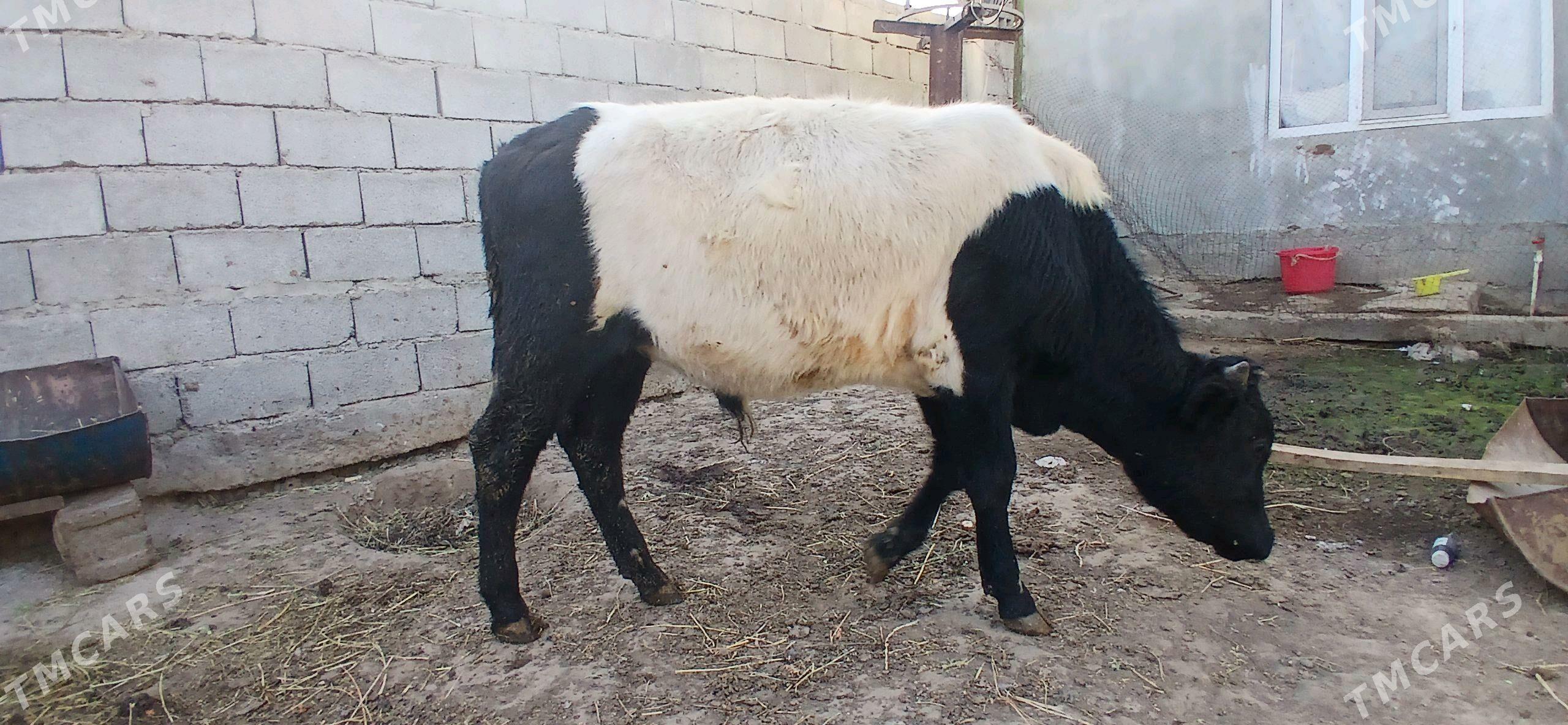 gole okuz - Бузмеин - img 3