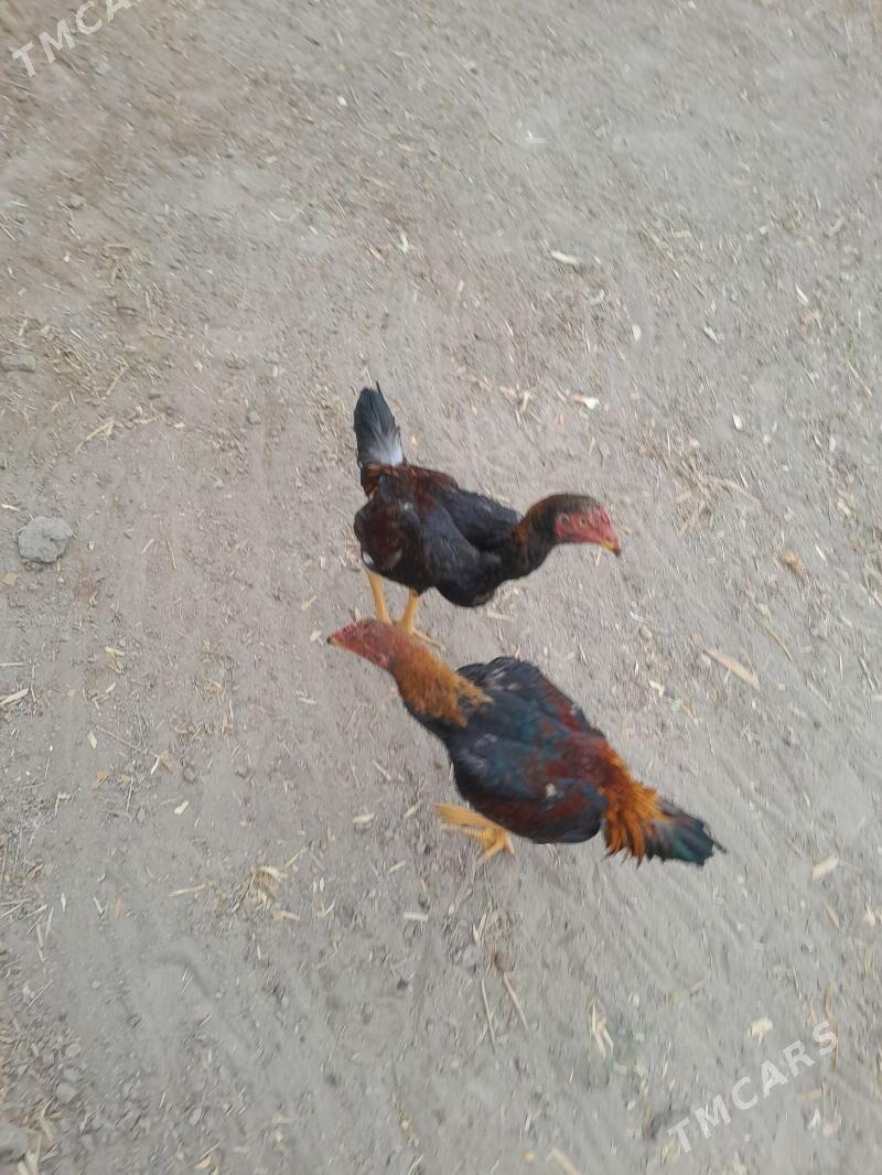 horaz juje - Сакар - img 2