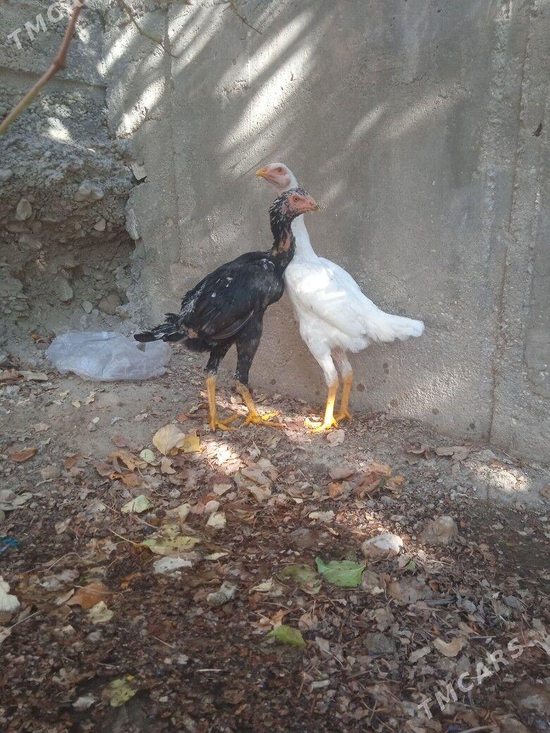 taskent juje - Балканабат - img 3