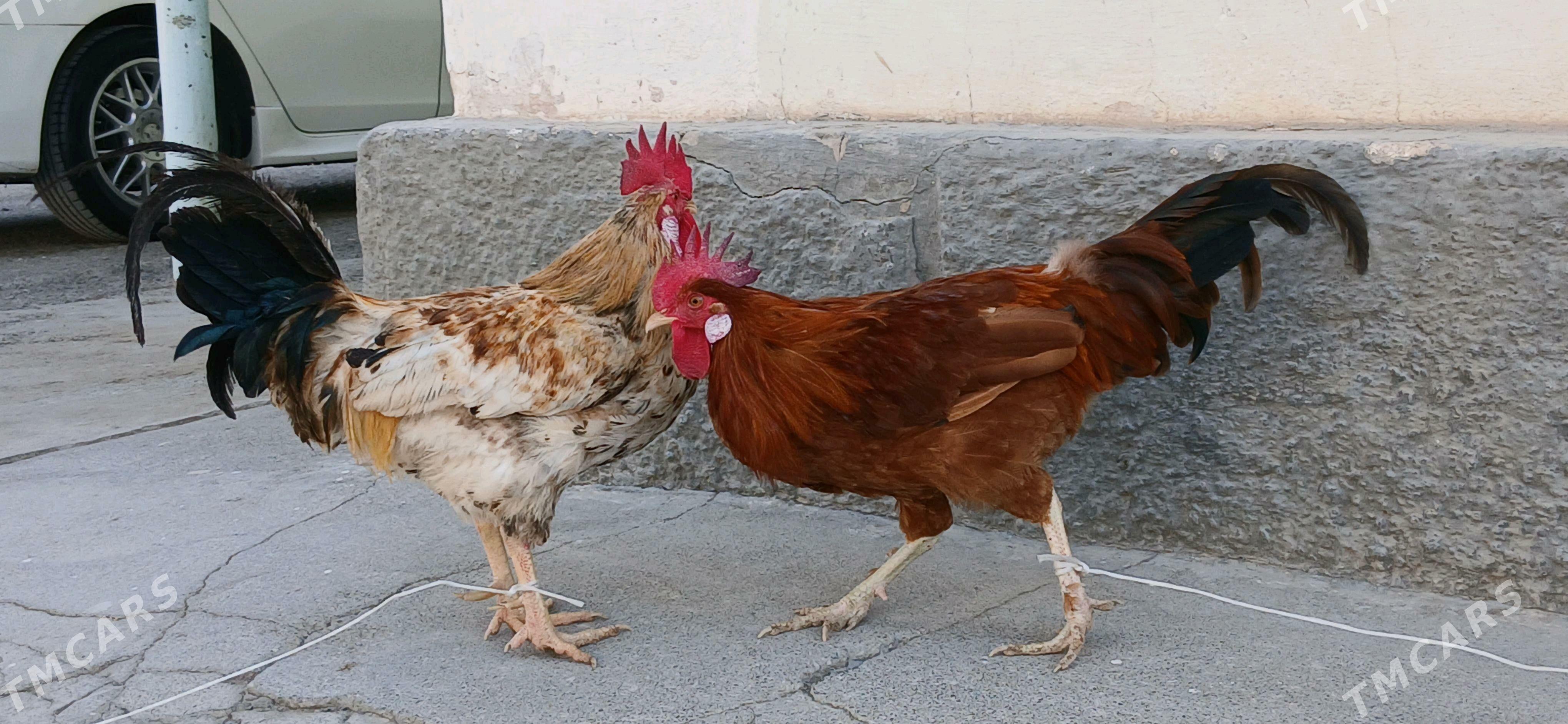 horoz - Анев - img 2