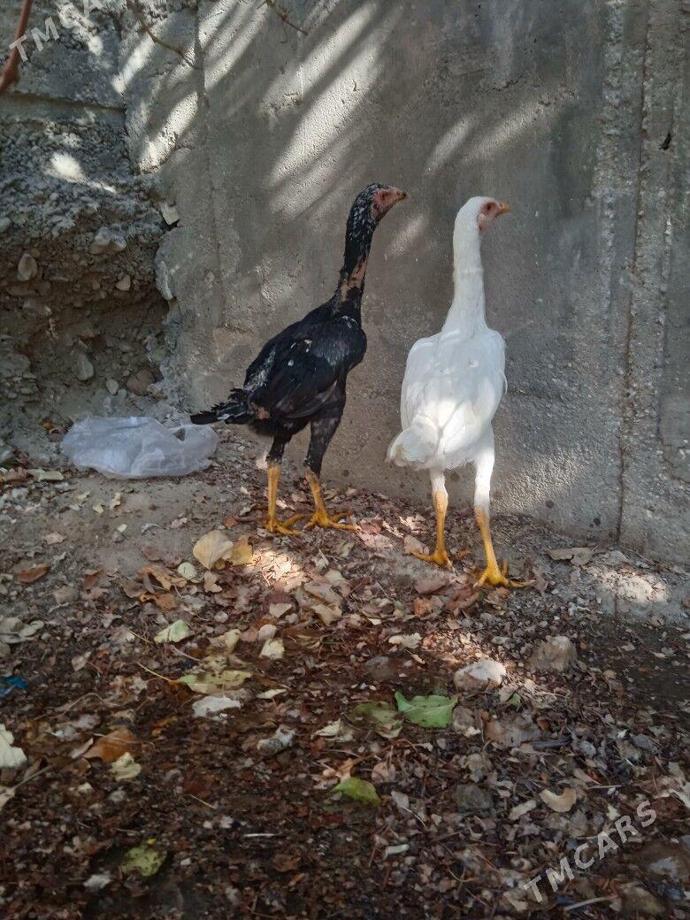 taskent juje - Балканабат - img 2