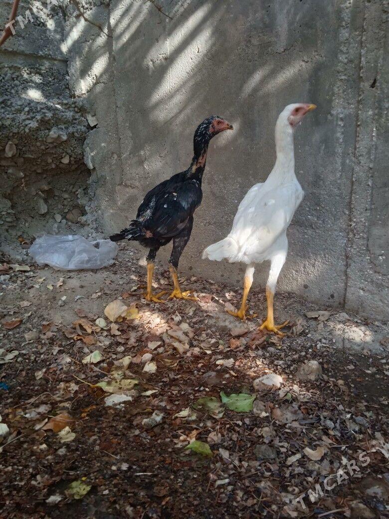 taskent juje - Балканабат - img 1