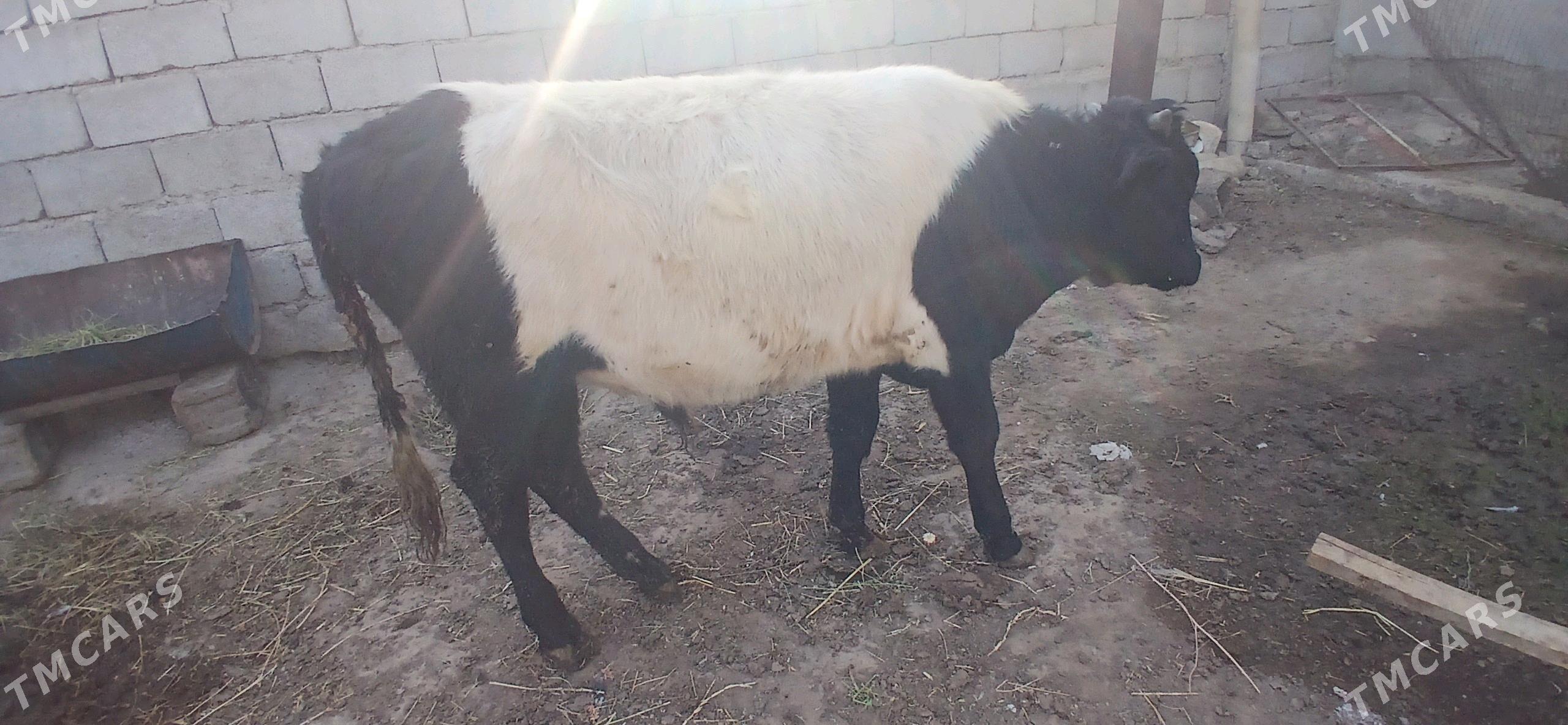 gole okuz - Бузмеин - img 2